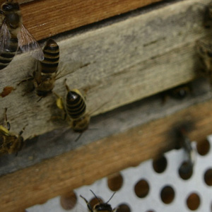 apicultura_imagem_categoria