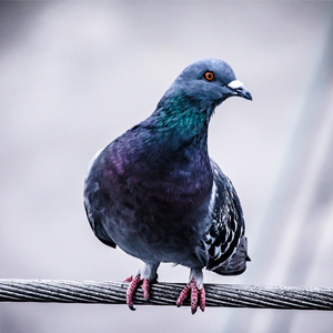 pombo
